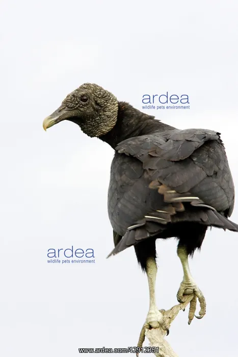 : Black Vulture : Black Vulture