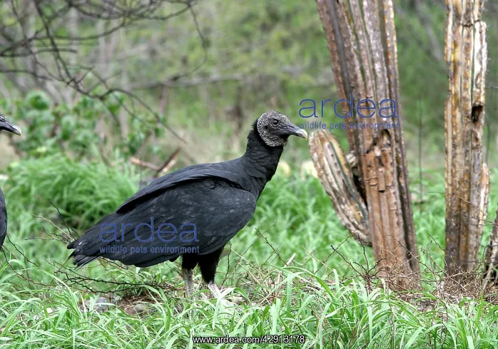 : Black Vulture : Black Vulture