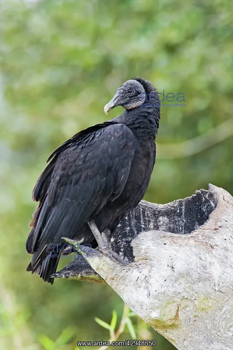 : Black Vulture : Black Vulture