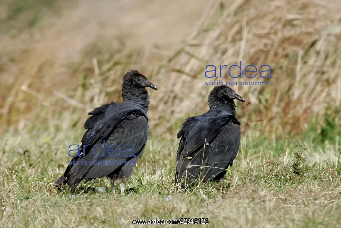 : Black Vulture : Black Vulture