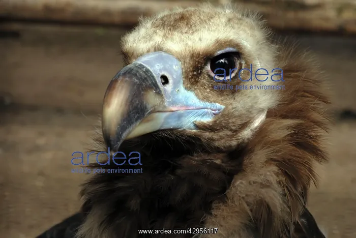 : Black Vulture : Black Vulture