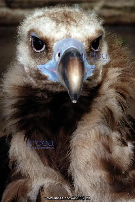 : Black Vulture : Black Vulture