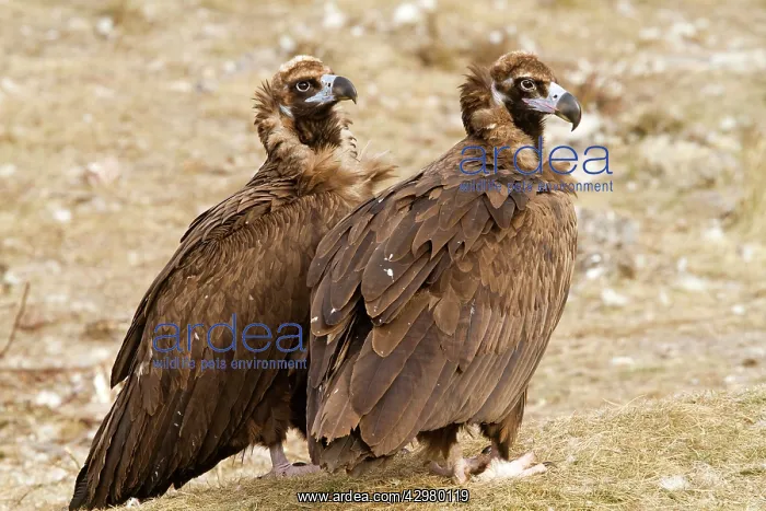 : Black Vulture : Black Vulture