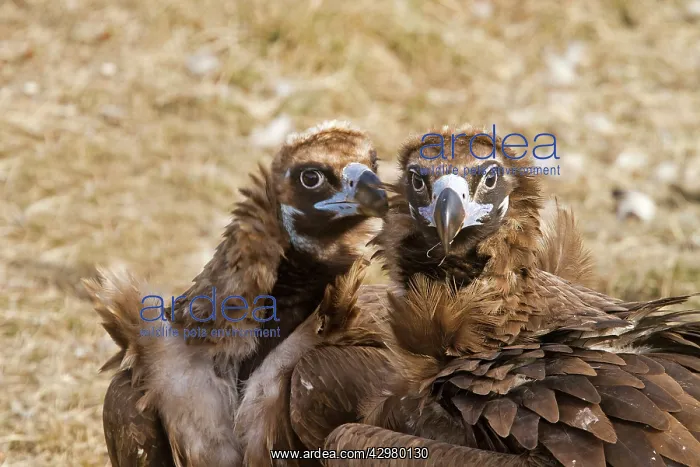 : Black Vulture : Black Vulture