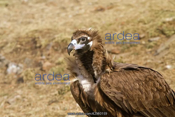 : Black Vulture : Black Vulture