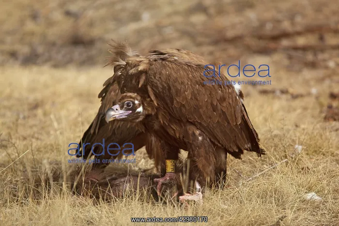 : Black Vulture : Black Vulture