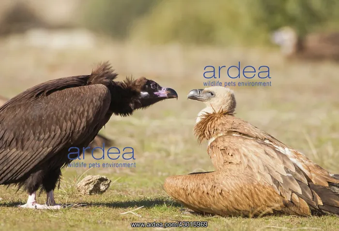 : Black Vulture : Black Vulture