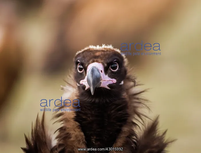  : Black Vulture