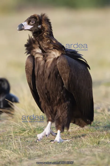  : Black Vulture