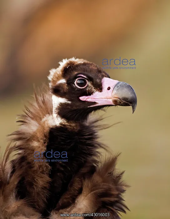  : Black Vulture