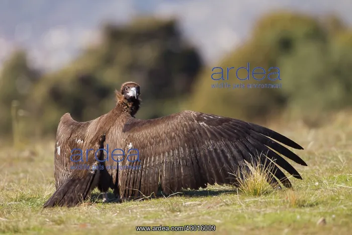  : Black Vulture