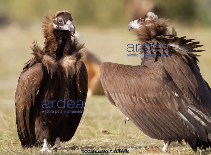  : Black Vulture