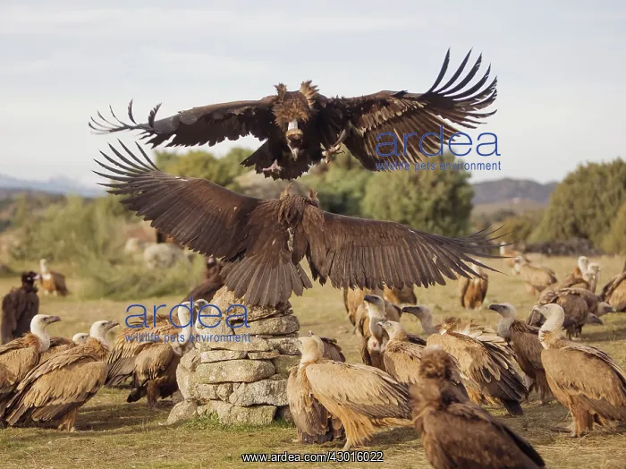 : Black Vulture : Black Vulture