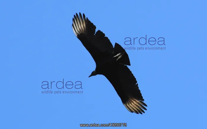 : Black Vulture : Black Vulture