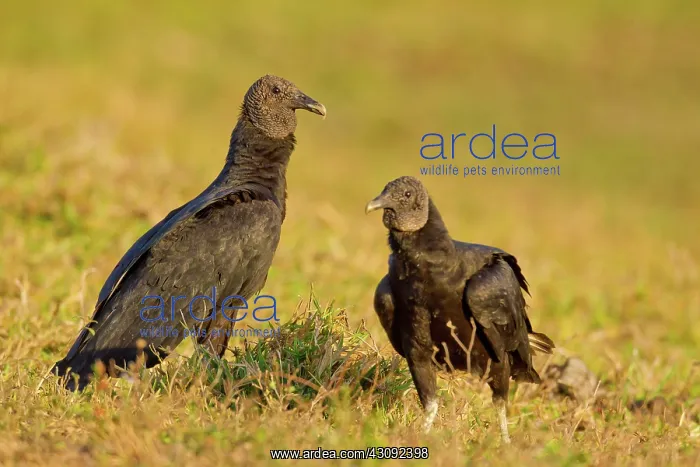 : Black Vulture : Black Vulture