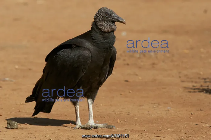 : Black Vulture : Black Vulture