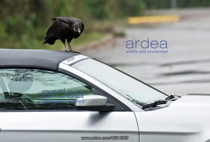 : Black Vulture / American Black Vulture attacking : Black Vulture / American Black Vulture attacking