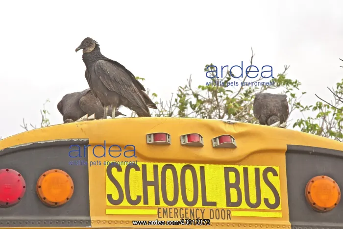 : Black Vulture / American Black Vulture attacking : Black Vulture / American Black Vulture attacking