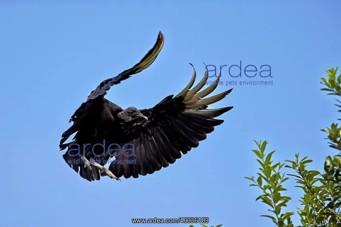 : Black Vulture or American Black Vulture in flight : Black Vulture or American Black Vulture in flight