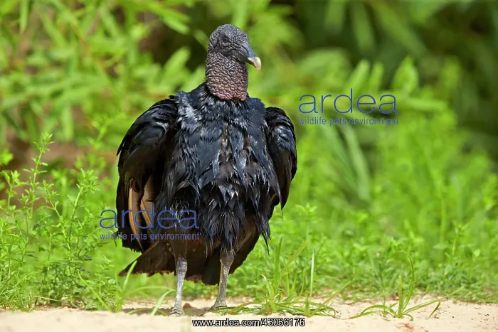 : Black Vulture or American Black Vulture Pantanal : Black Vulture or American Black Vulture Pantanal