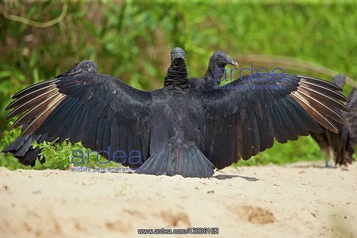 : Black Vulture or American Black Vulture sunbathing : Black Vulture or American Black Vulture sunbathing