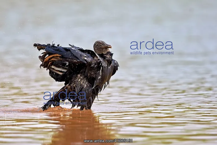 : Black Vulture or American Black Vulture taking a : Black Vulture or American Black Vulture taking a