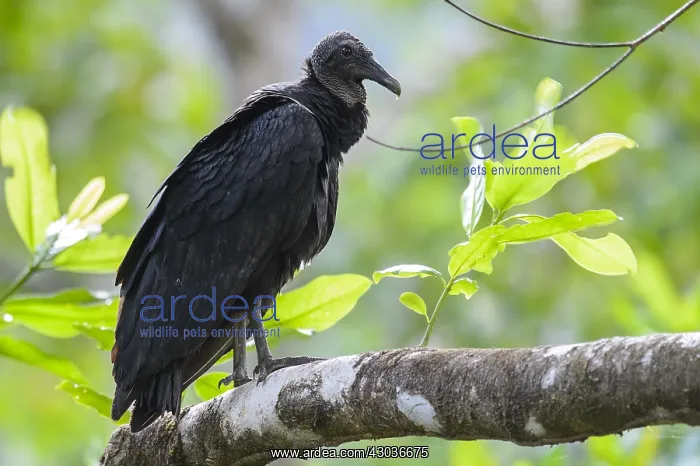 : Black Vulture - Black Vulture perched on a branch : Black Vulture - Black Vulture perched on a branch