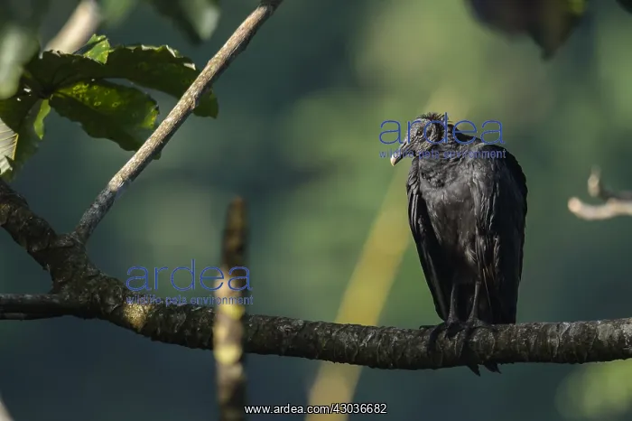 : Black Vulture - Black Vulture perched on a branch : Black Vulture - Black Vulture perched on a branch