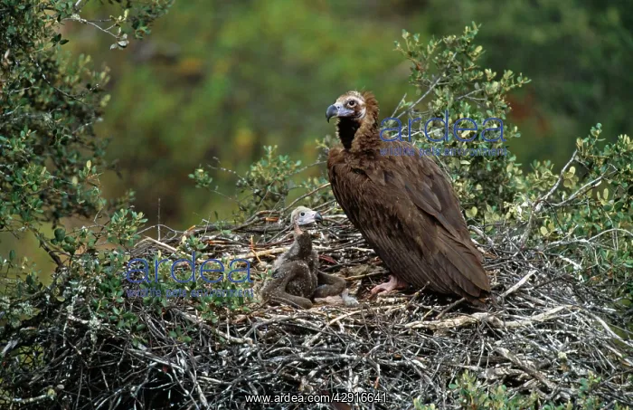 : Black VULTURE - with chick at nest : Black VULTURE - with chick at nest