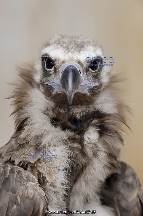 : Black vulture or cinereous vulture (Aegypius monachus) : Black vulture or cinereous vulture (Aegypius monachus)