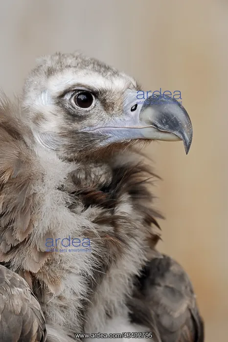 : Black vulture or cinereous vulture (Aegypius monachus) : Black vulture or cinereous vulture (Aegypius monachus)