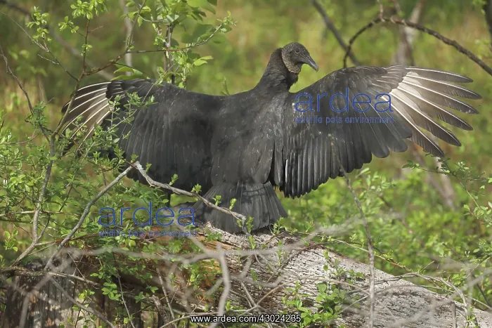 : Black Vulture, Coragyps atratus, sunning wings, Maryland : Black Vulture, Coragyps atratus, sunning wings, Maryland