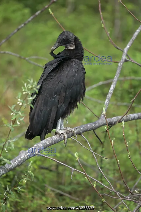 : Black Vulture, Coragyps atratus, Maryland, preening : Black Vulture, Coragyps atratus, Maryland, preening