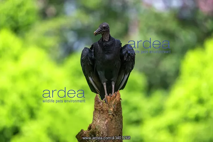 : Black Vulture, Coragyps atratus : Black Vulture, Coragyps atratus