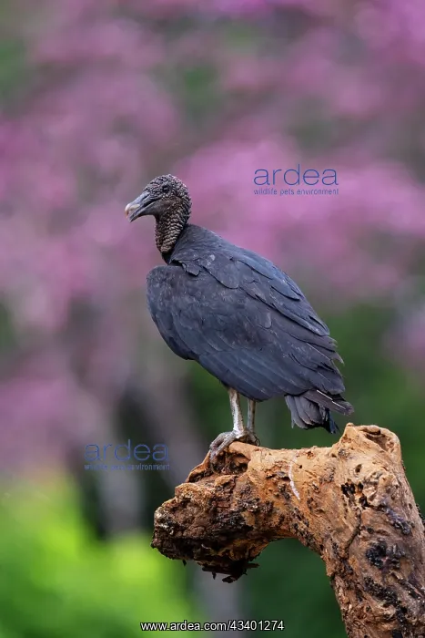 : Black Vulture, Coragyps atratus : Black Vulture, Coragyps atratus