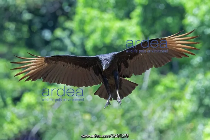 : Black Vulture, Coragyps atratus : Black Vulture, Coragyps atratus