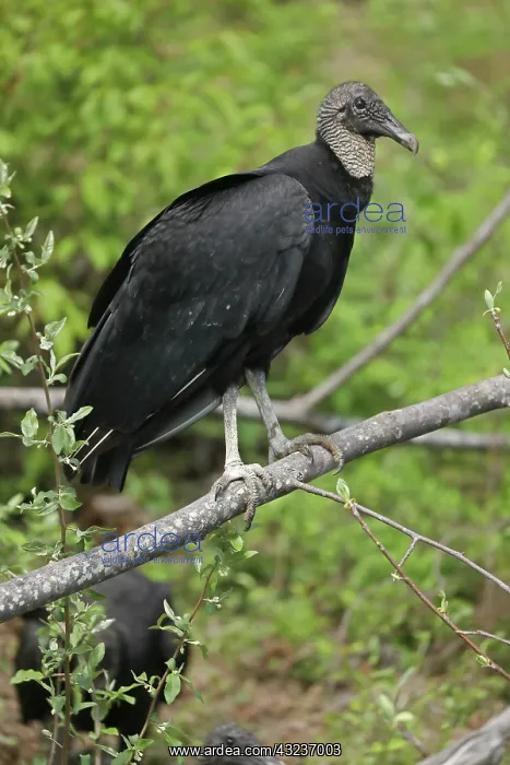  : Black Vulture, Coragyps atratus, Maryland