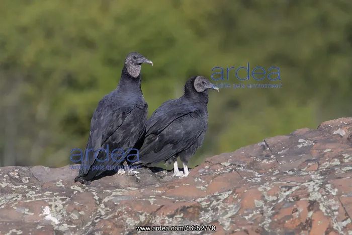 : Black Vulture - Coragyps atratUS - Perched on edge : Black Vulture - Coragyps atratUS - Perched on edge