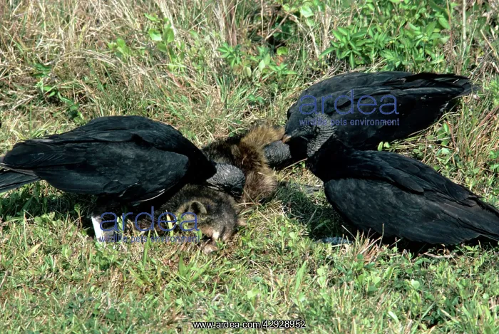  : Black Vulture - feeding on raccoon
