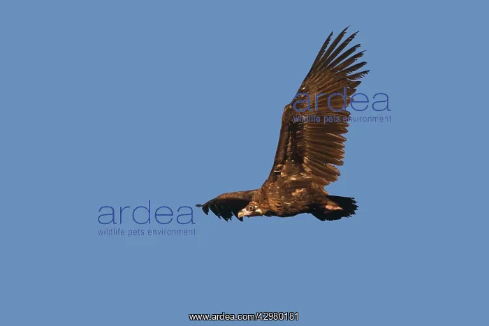 : Black Vulture - in flight : Black Vulture - in flight