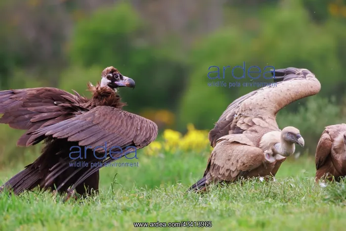 : Black vulture and Griffon : Black vulture and Griffon