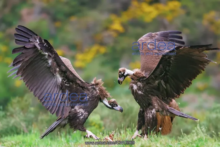  : Black vulture and Griffon