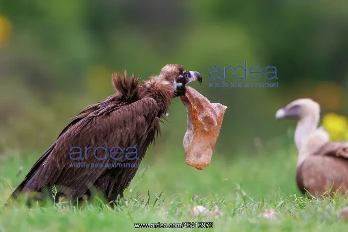: Black vulture and Griffon : Black vulture and Griffon