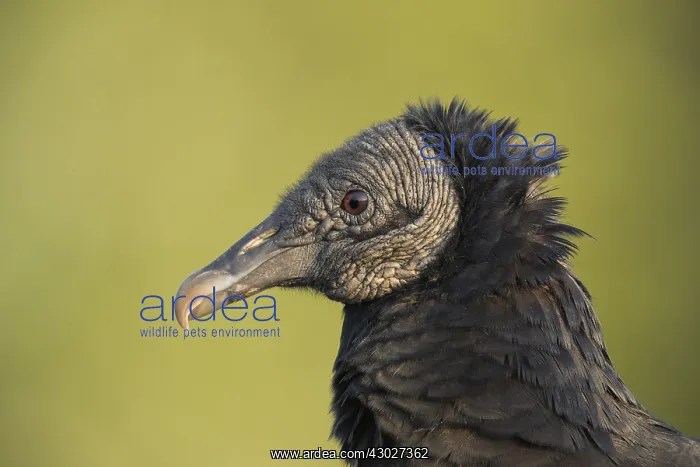  : Black Vulture in Myakka State Park in Florida
