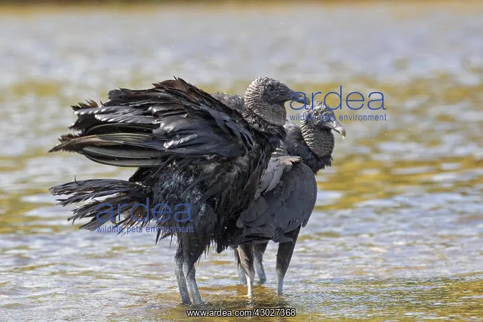 : Black Vulture in Myakka State Park in Florida : Black Vulture in Myakka State Park in Florida