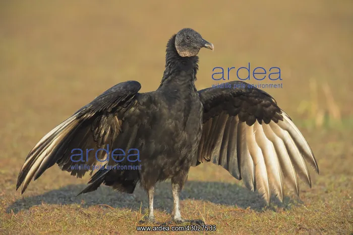  : Black Vulture in Myakka State Park in Florida