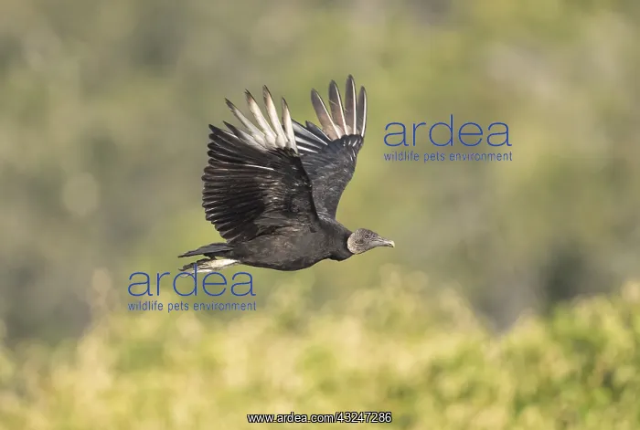 : Black Vulture in Myakka State Park in Florida : Black Vulture in Myakka State Park in Florida