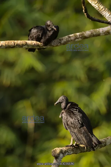 : Black Vulture - Pair of Black Vultures perched on : Black Vulture - Pair of Black Vultures perched on