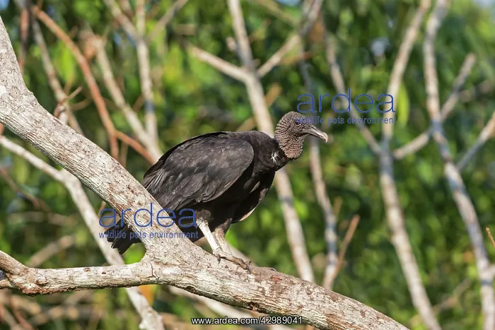 : Black Vulture - perched on branch. Rio Negro : Black Vulture - perched on branch. Rio Negro