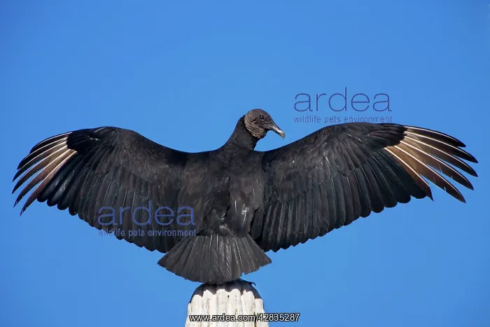 : Black Vulture - perched on cardon cactus - Individual : Black Vulture - perched on cardon cactus - Individual